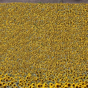 FORTUNATELY TODAY FOREVER