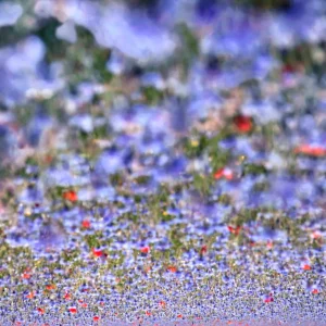 VISUALIZACIÓN DE LA METÁFORA EN LA MELODÍA DEL COLOR VI