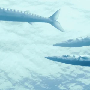 THREE BARRACUDAS