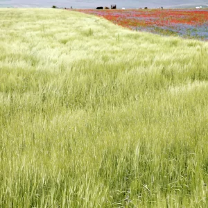 EXTRAVAGANCIA DE UNA IMPRESIÓN XXIX