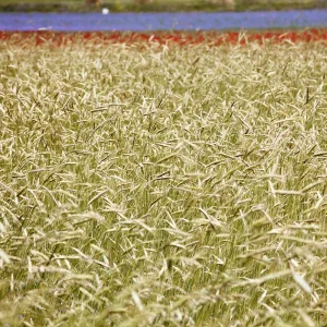 EXTRAVAGANCIA DE UNA IMPRESIÓN IV