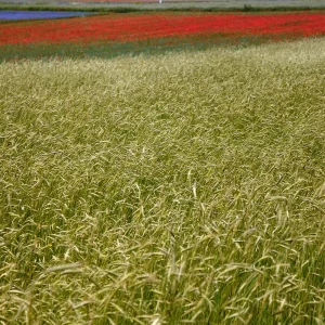 EXTRAVAGANCIA DE UNA IMPRESIÓN IX