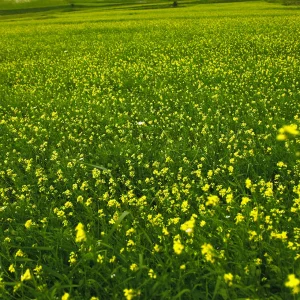 EXTRAVAGANCIA DE UNA IMPRESIÓN VIII