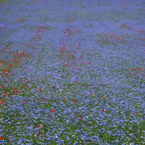 EXTRAVAGANCIA DE UNA IMPRESIÓN XI