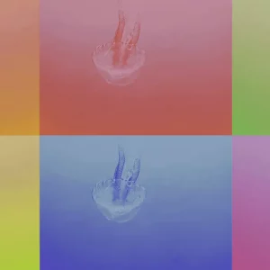 JELLYFISH COMPOSITION