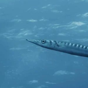 USTICA AND THE NEW DIMENSION IN HOMER'S ISLAND