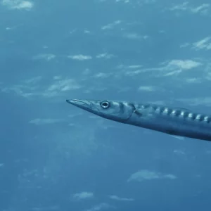 OTRA DIMENSIÓN EN LA ISLA DE HOMERO