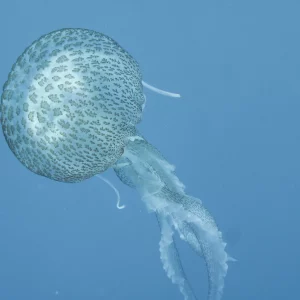 UN FRAMMENTO DI DANZA