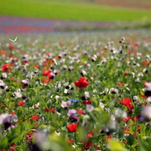 VISUALIZACIÓN DE LA METÁFORA EN LA MELODÍA DEL COLOR VIII