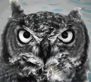 FOLLOW THE OWL