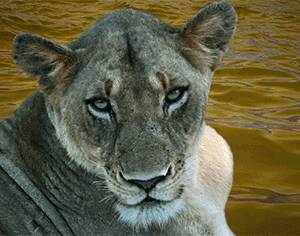 CRYPTO LION